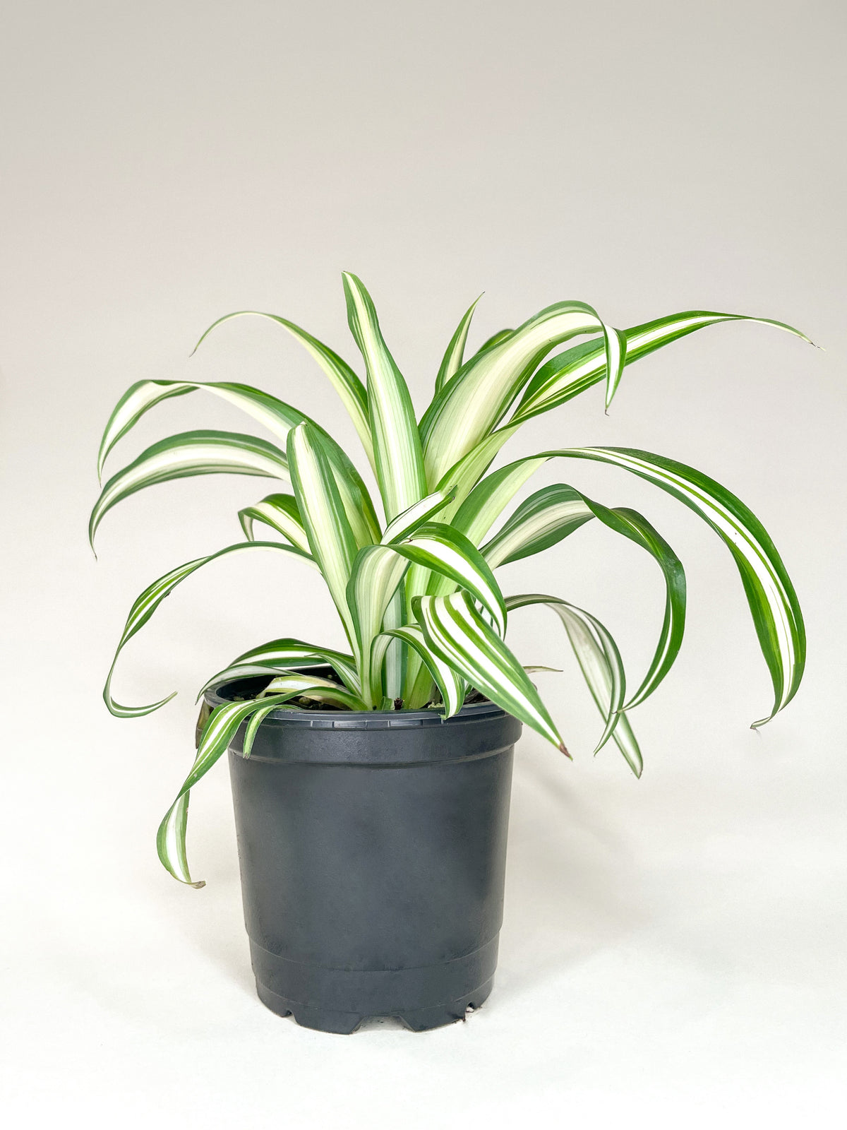 Chlorophytum Spider Plant Babies — The Plant Farm®