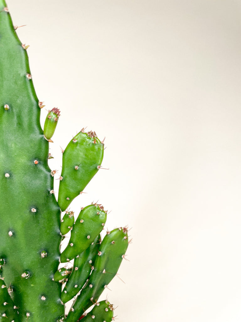 Opuntia monacantha 'Prickly Pear Cactus' - 2"