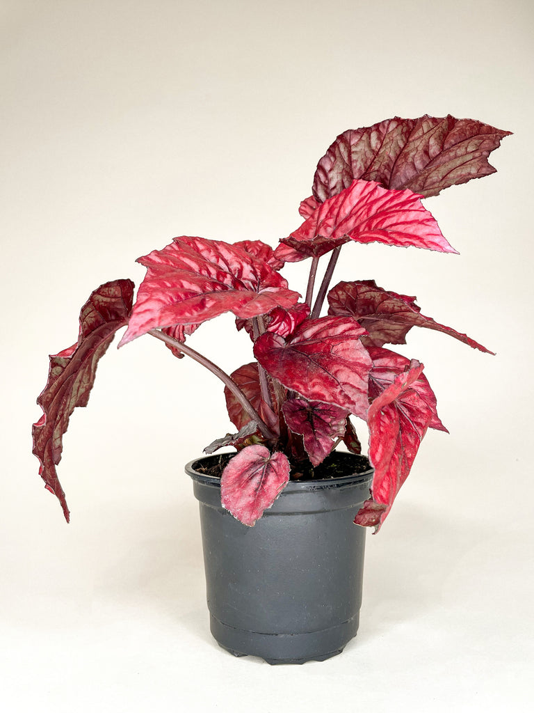 Begonia 'Shadow King Lava Red' - 4"