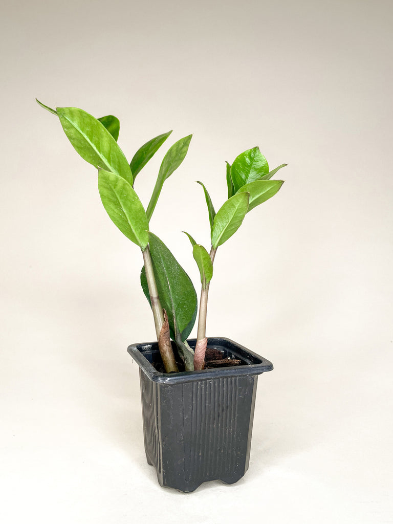 Zamioculcas Zamiifolia 'ZZ Plant' - 3"