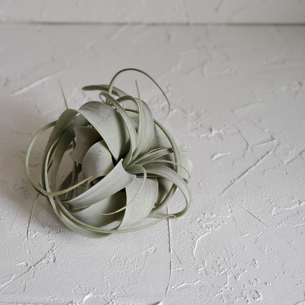 Live Air Plant - Tillandsia Xerographica